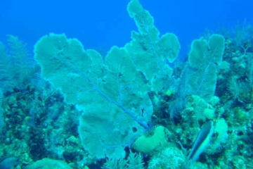 CAI08