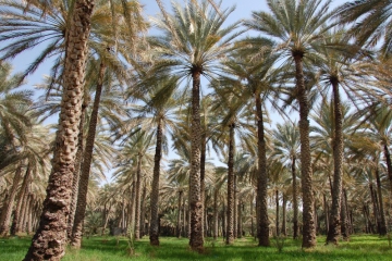 Oman023